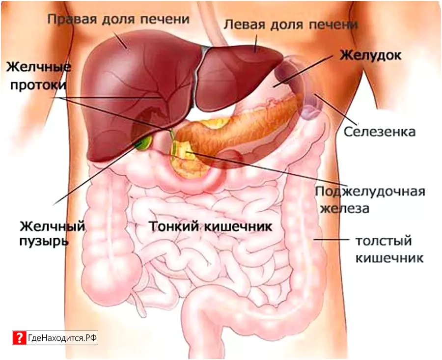 Фото Желез Человека